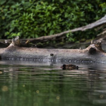 This beaver joined me for a morning paddle around Kawkawa Lake. July 2024