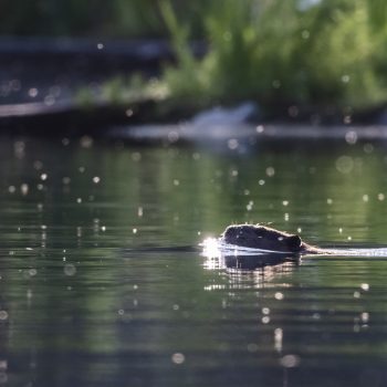 Beaver swimming in the early morning light. July 2024.