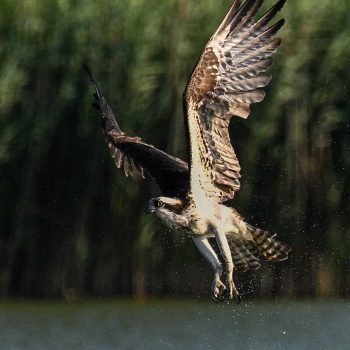 Osprey Family Fishing lessons. This evening a parent was displaying techniques to fish.