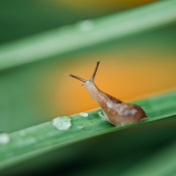 Snail's pace
I don't know if you have noticed a large amount of snails this year.