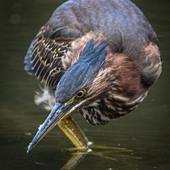 Green Heron hunting. I spent hours watching this magnificent bird as it grew and became a powerful hunter of fish.