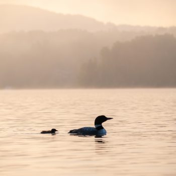 Plongeon huard et son bébé au levé du jour.