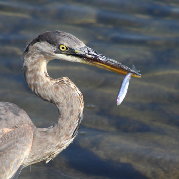 I was lucky to capture this moment when a Great Blue Heron caught a fish.