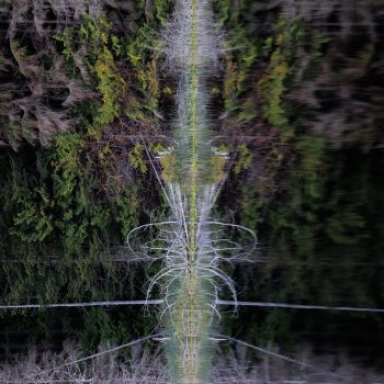 I was at Trout Lake, looking to capture a sunset scene during golden hour. As the sun set past the horizon, and civil twilight began, I noticed the trees and bramble in the distance shoreline possesse ...