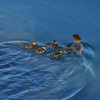 Merganser Family on Kootenay Lake.