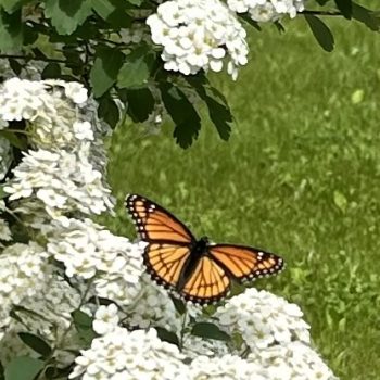 Butterfly on Spirea.