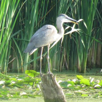 Photo of a Heron looking for food.