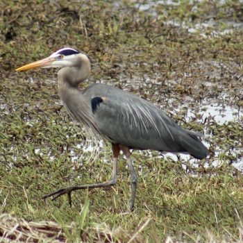 Heron in hunting mode along the shoreline of the Shuswap Lake.