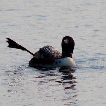 One of our resident loons waving hello.