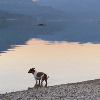 Cedar says “all dogs love Slocan Lake”!