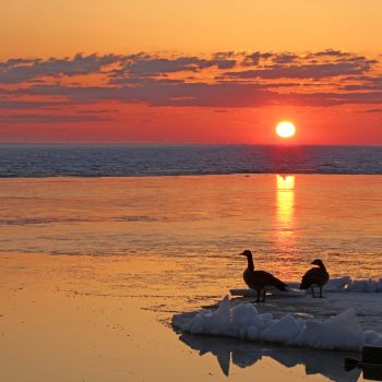 THE SUNRISE PROVIDED SOME BEAUTY AND WARM FOR THE CANADIAN GEEESE FOR THE ONLOOKERS.