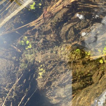 Fish eggs in the creek after sucker spawning.