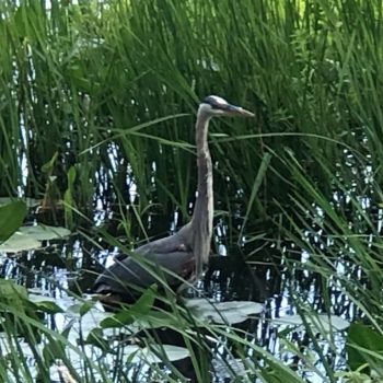 Blue Heron in bay near cottage visiting early in morning.