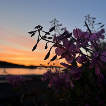 Fireweed, a prevalent plant in northern Manitoba, growing along the shoreline of South Indian Lake during an August sunset.