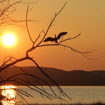 A blue heron silhouetted against the setting sun at the precise moment as it landed on the leafless branch with its majestic wings spread out.