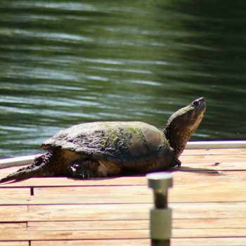 Our friend the snapper sunbathing on the dock. We have affectionately named her “Ma belle.”