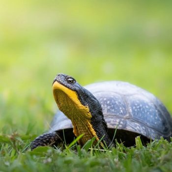 Blanding's turtle (Emydoidea blandingii).

⚠️ The blanding's turtle is an endangered species throughout most of its range.

🏞️ Major threats to their populations include habitat fragmenta ...