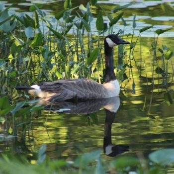 This goose and its family come to feed almost every day in our bay. Loving the rich greenery and reflection captured in the water.