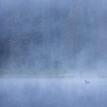 A loon cries out for his mate through the fog. I watched and listened to this loon for about an hour before his mate finally showed and they went off into the fog, where I lost sight of them.