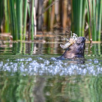 While kayaking I came across a river otter making quite the noise as it made a lunch of a newly caught Crayfish. I was surprised to see how huge the catch was. Didn't take long for it to be devoured.