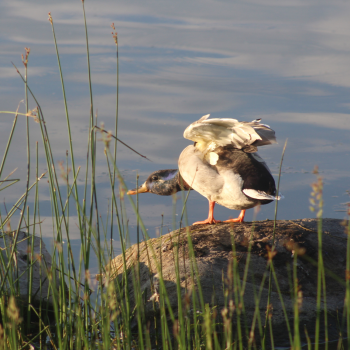 This is a Mallard duck perched on a rock on the shores of Lake Simcoe.