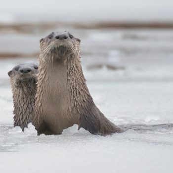 Ces deux loutres étaient affairées à pêcher et à se cajoler près de la rive l'automne dernier. Dès la mi-novembre, le lac gelait plus fréquemment, ce qui permettait à ces deux mustélidés d' ...