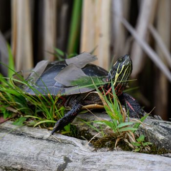 This is the first time I have been able to capture a photo of a painted turtle shedding its scutes. I never actually knew that was a thing until I saw this turtle on the log.