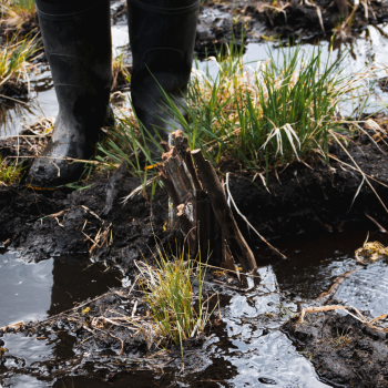 B.C. Wildlife Federation staff building tiny beaver dam analogues (BDAs) on the shore of Violin Lake (near Trail, B.C.). BDAs were built as a training exercise for the BCWF's Watershed Team. This spec ...