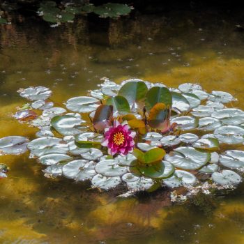 Water Lily Trout Shelter.