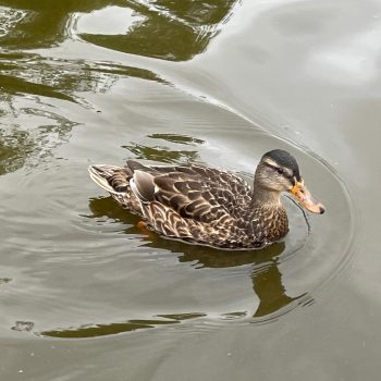 I took this photo when I went to measure this lake's temperature and Ph. I thought it was cool that ducks were approaching me, and I decided to take this picture.