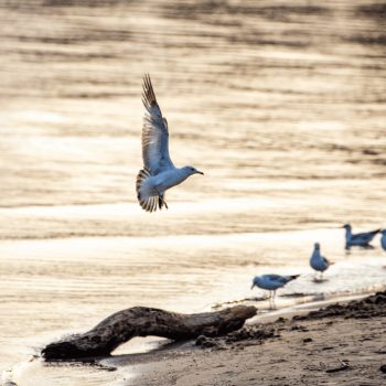 A new friend arrives: A seagull's welcoming embrace of Lake Erie near Port Dover.