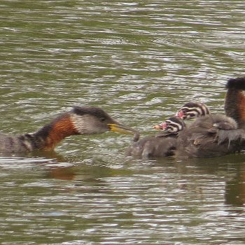 A Red-Necked Mama Grebe takes her babies for a ride, while Daddy Grebe makes sure they are secure.