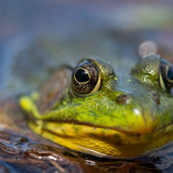 Frogs having a beautiful day in the sun on Lake Scugog.