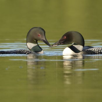 Le plongeon huard - la beauté de la femelle et du mâle se rencontrant au beau milieu du lac Colbert!