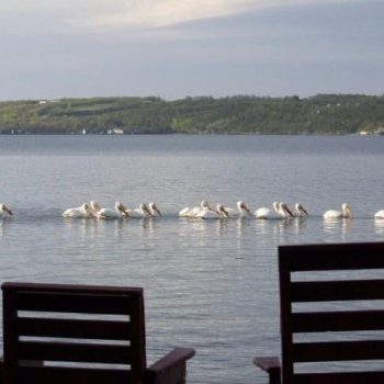 Pelicans enjoying a calm day.