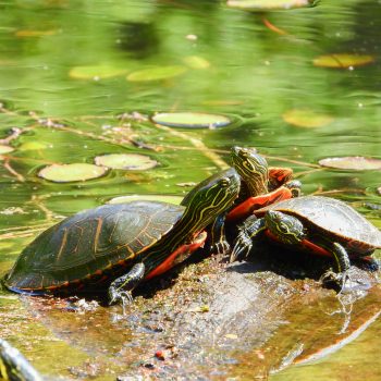 The MacLean Ponds are an important protected area for the Western Painted Turtle here in BC. While most other places are overtaken by the Common Slider, painted turtles survive and thrive in the hundr ...