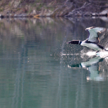 Common Loon long flight take off with water splashing. This loon’s chicks never survived this spring for some unknown reason but I’m suspecting it’s stress from human contact. The water quality  ...