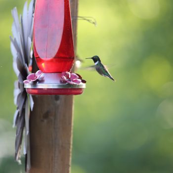 I didn't know I could see Humming Bird in my lake lot by Isle Lake. This is something new to me.