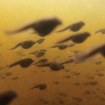 Underwater photo of tadpoles.